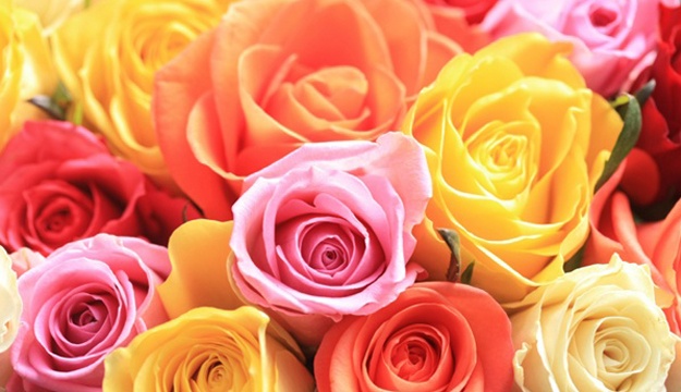 50% Off 12 Roses from Saoud Roses, Dbayeh (Only $7.5 instead of $15)