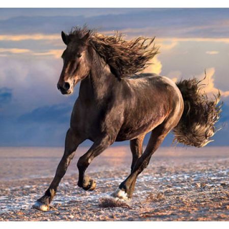 clementoni puzzle pcs freedom horse 1000 makhsoom
